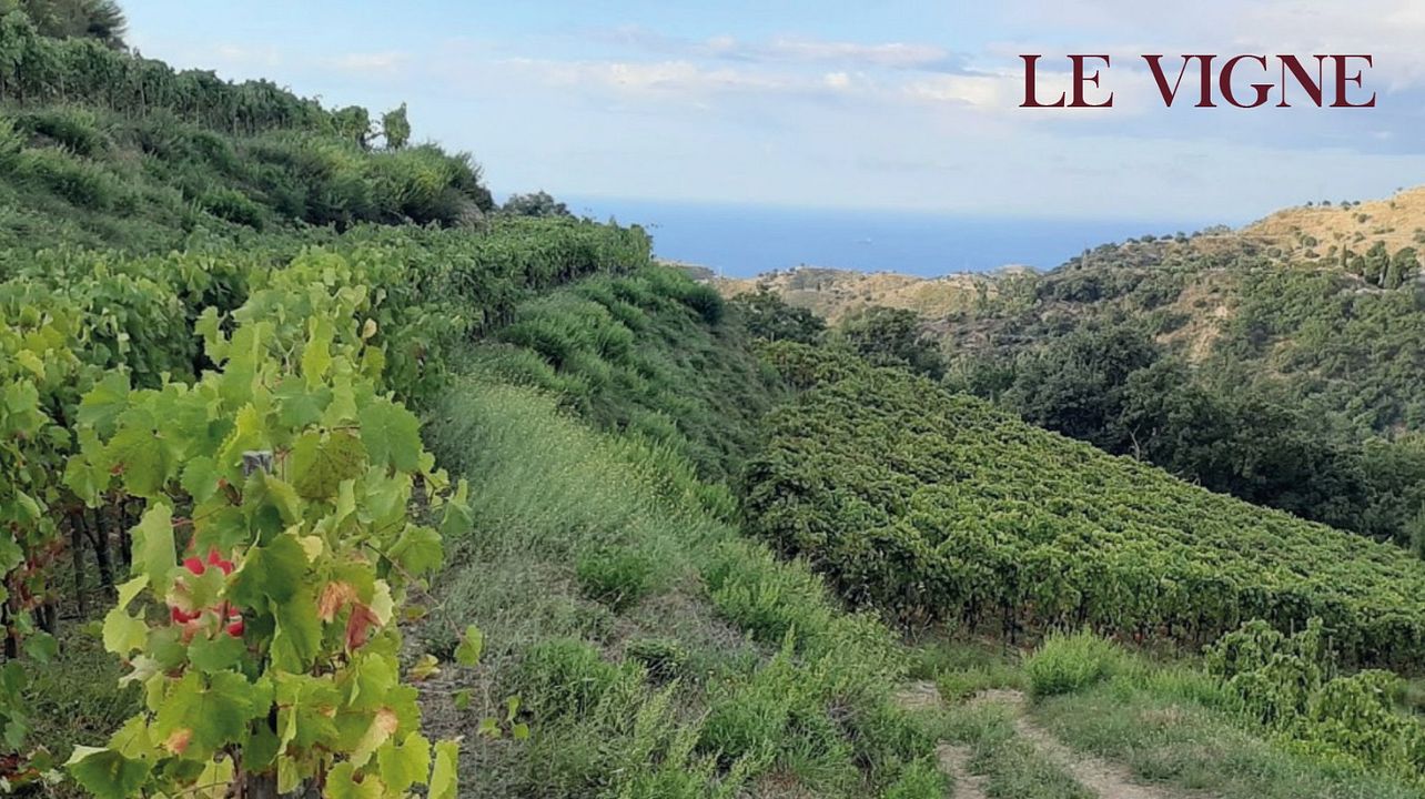 Azienda Vinicola Malaspina