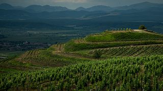 Domaine Takacs Winery