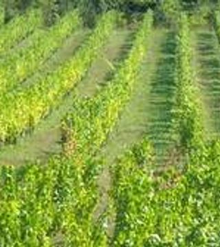 Jura & Savoie Natural Wine Journey at Domaine Thill