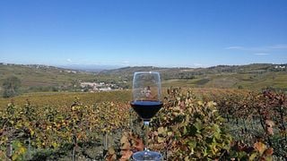 Visite guidée avec dégustation de vins combinée avec brunch à l'Azienda Agricola Calatroni