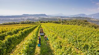Cata de vinos y recorrido con comida típica en La Dama
