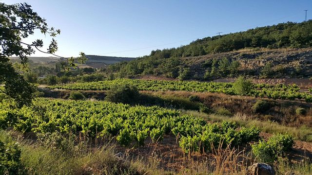 Cata y visita de vinos en Bodegas Ismael Arroyo-Valsotillo