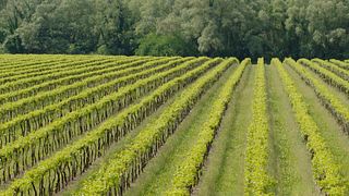 Le Rive Winery