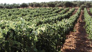 Klados Winery: A Taste of Cretan Heritage
