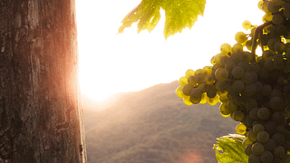 Wine Tasting and Tour at Le Celline
