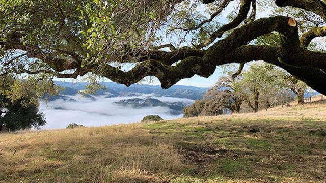 Le Vin Winery: A Hidden Gem in California
