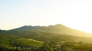 Casa Vinicola D'Angelo