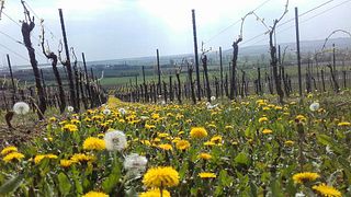 Bo i lägenhet på Weingut H.Engelhard