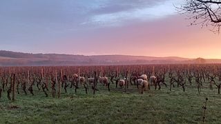 Cata de vinos en Vignoble Demois 