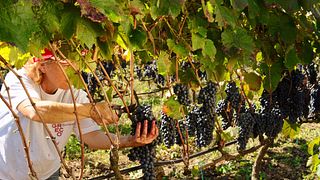Dégustation de vins et visite chez Romaldo Greco