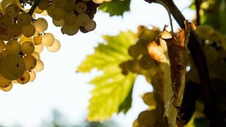 Beliebte Weinprobe und Tour in Colmello Di Grotta
