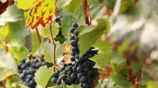 Weingut Kruppenbacher