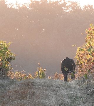 Tasting of rare and venerable grape varieties of touraine | Domaine de la Méchinière