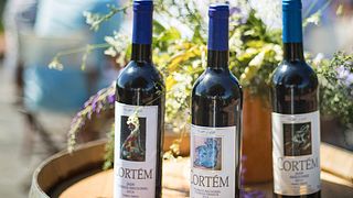 Viñedos Vinhos Cortem: aprenda a elaborar vino, pruebe 3 vinos, aceitunas y pan