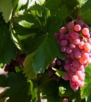 Wine Tour: The Modern Wines of Nemea