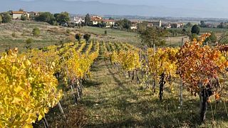 Walk Tuscan Vineyards & Taste Artisan Wines