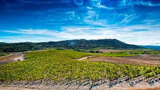 Wine Tasting and Tour at Martoccia Di Brunelli