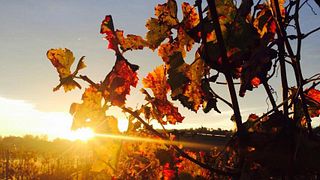 Wine Tasting and Tour at Vignobles Garzaro