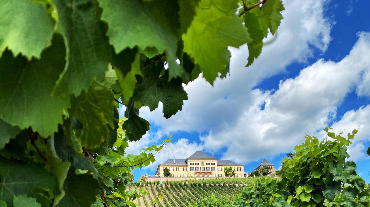 Sip Wine along the Rhein- Rheingau & Rheinhessen Wine tour