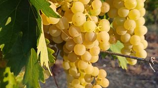 Apenas um gole de vinho no Filarole