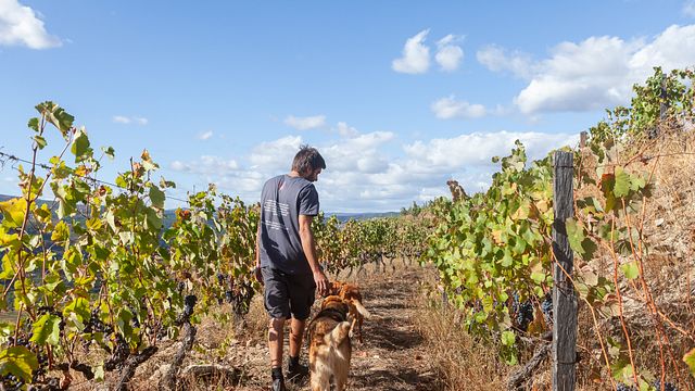 Quinta da Pedra Alta