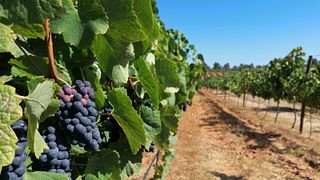 Quinta dos Vales: tour, produzione di vino, degustazione di 4 vini