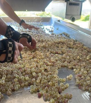 DEGUSTAZIONE DI VINO DI BASE