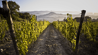 Enjoy Tuscan Wine & Bites with Scenic Views