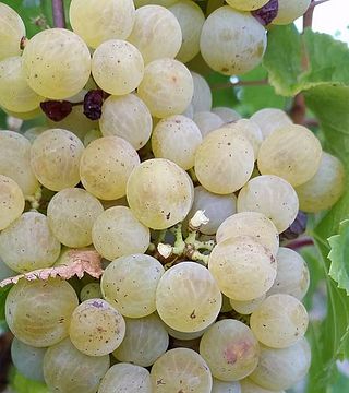 Cata de vinos y visita guiada al Domaine l'Ancienne Cure