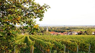 Pfalz Digital Wine Adventure at Forst Vineyards