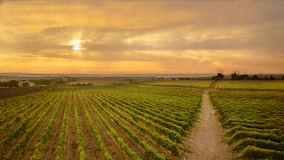 Dégustation de vins et visite chez Botromagno Vigneti & Cantine