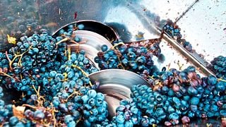 Wine Tasting and Tour at Mauro Vini