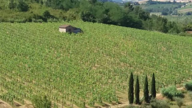 Sensorische Weinprobe bei Pasqualetti Viticoltori