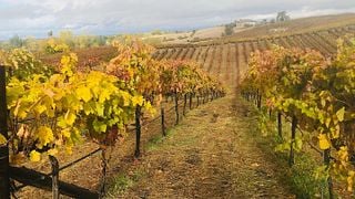 Degustação de vinhos e tour na vinícola Wise Villa
