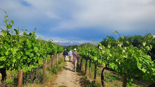 Monção & Melgaço - Alvarinhos vinområde | Vinhos Verdes (PARTUR)