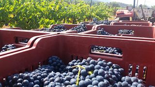 Dégustation de vins et visite au Celler Cooperatiu Gandesa