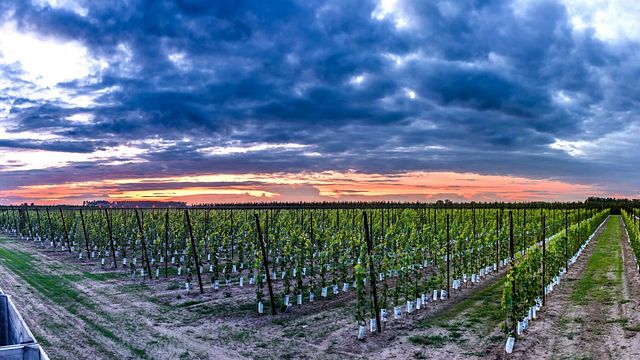 Cata de vinos y tour en Wijndomein Helshoven