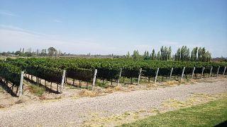 Degustação de vinhos premium harmonizados com queijos e frios na Bodega Iaccarini