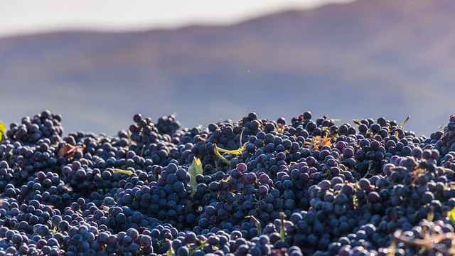 Expérience classique au domaine viticole Perticaia 