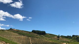 Bodegas Estefania