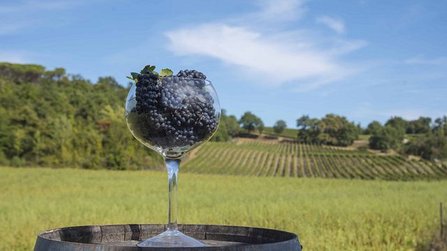 Exklusiver toskanischer Pinot Noir, aus dem Land der Medici-Familie