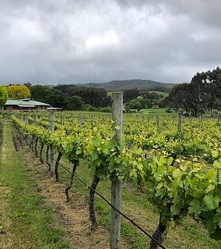 Cata de vinos en grupo en los viñedos de Ashton Hills