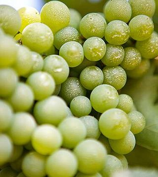 Cimarelli Winery