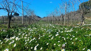 Prior Lucas Wines