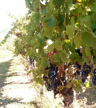 Macchia Dei Briganti Winery