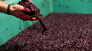 Baden Wine Journey: Taste & Tradition at Lämmlin-Schindler