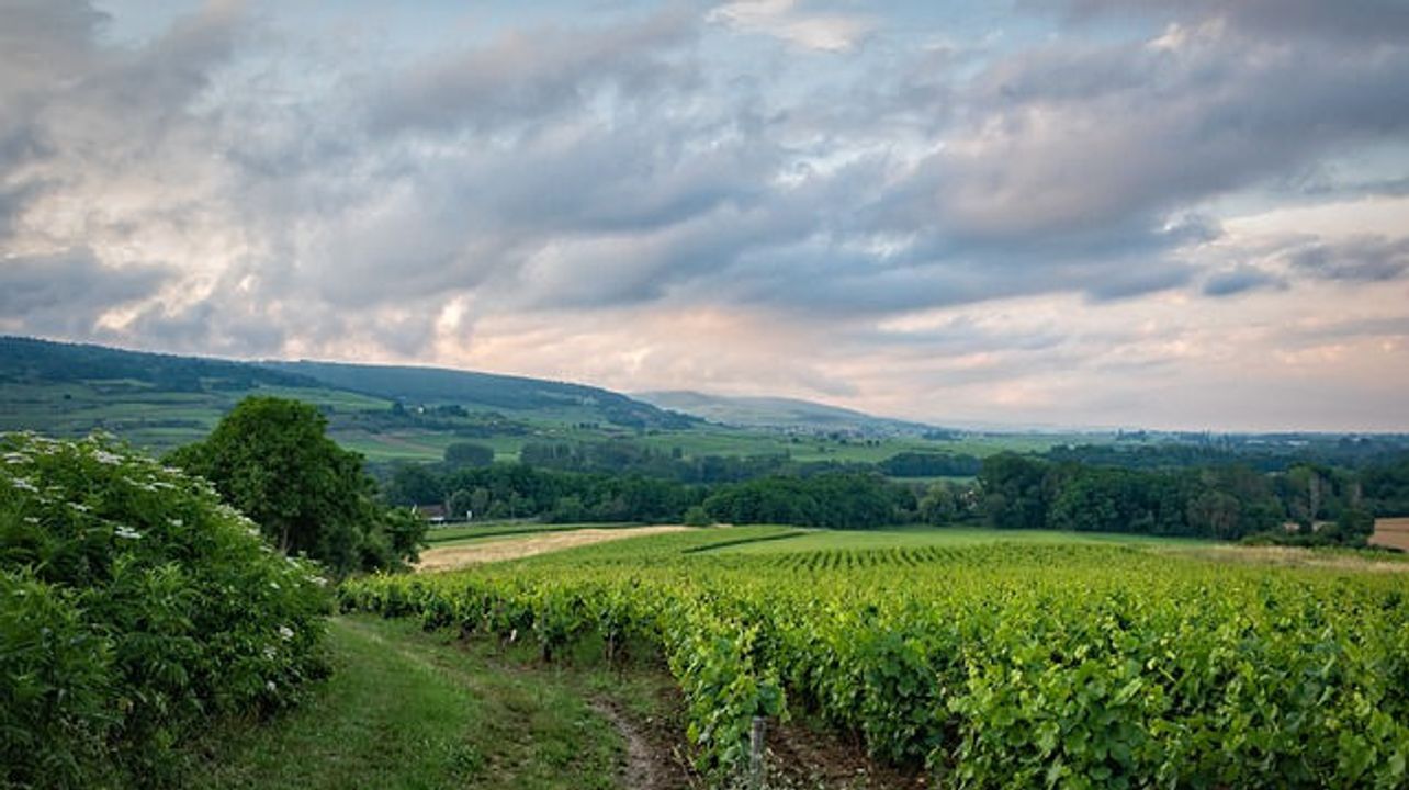 Visite privée de 3 vignobles de l'Emporda au départ de Barcelone