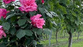 Von der Traube ins Glas: Weinbergtour und Weinprobe bei Deer Park Wines