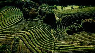 Le rêve des amateurs de vin de la région de Stajerska Slovénie