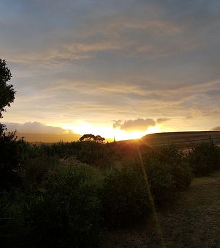 Seven Springs Vineyard